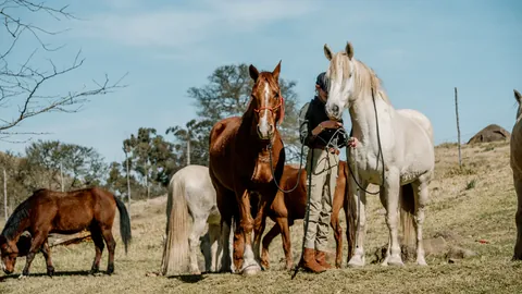 Horses gathered in the open country
