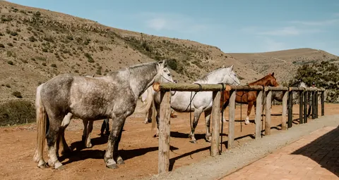 Horses waiting at the mounting rail