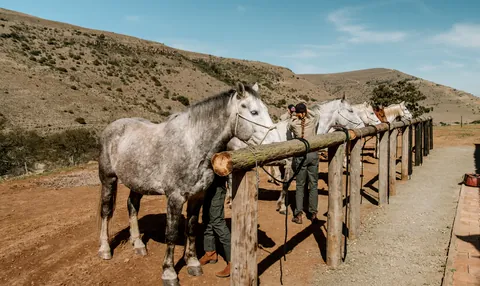 Horses prepared beside the mounting rail