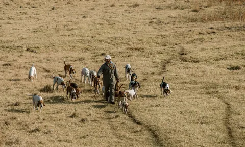 Riders and hounds moving through the grassland