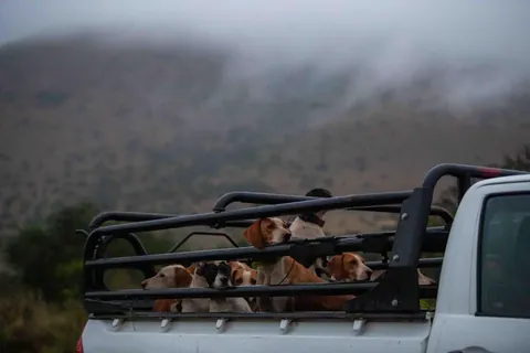 Hounds travelling to the morning meet