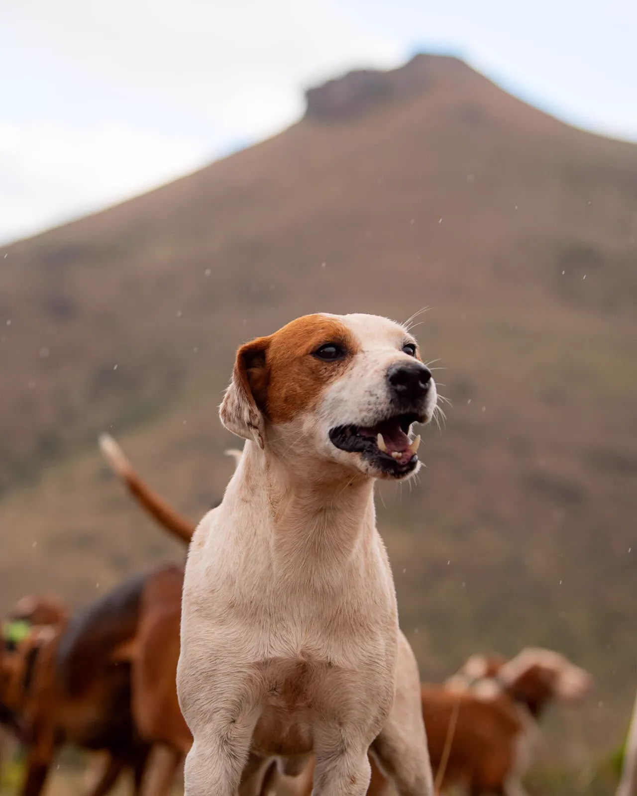 Portrait of a Whytebank hound