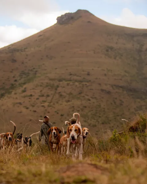 A pack of hounds beneath an Eastern Cape peak