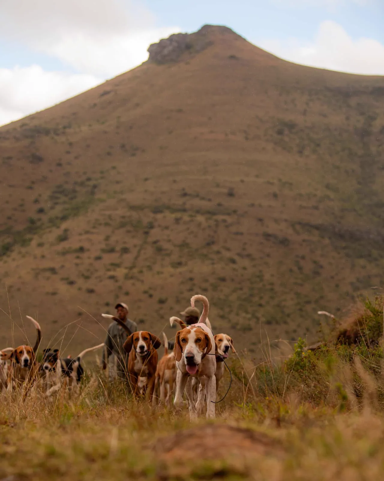 A pack of hounds beneath an Eastern Cape peak