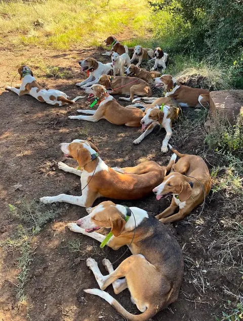 Whytebank Chase hounds resting in the shade