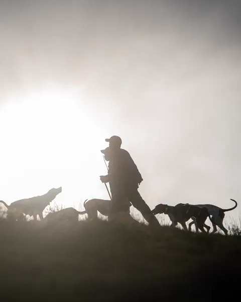 A mounted huntsman silhouetted with hounds