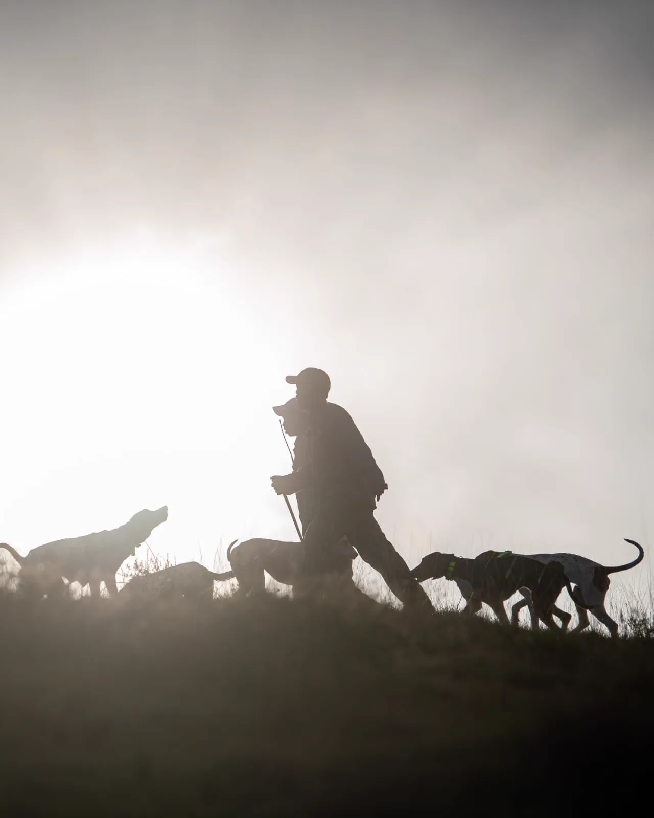 Silhouette of a mounted rider with hounds
