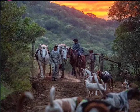 Mounted riders and hounds crossing a mountain track at sunset