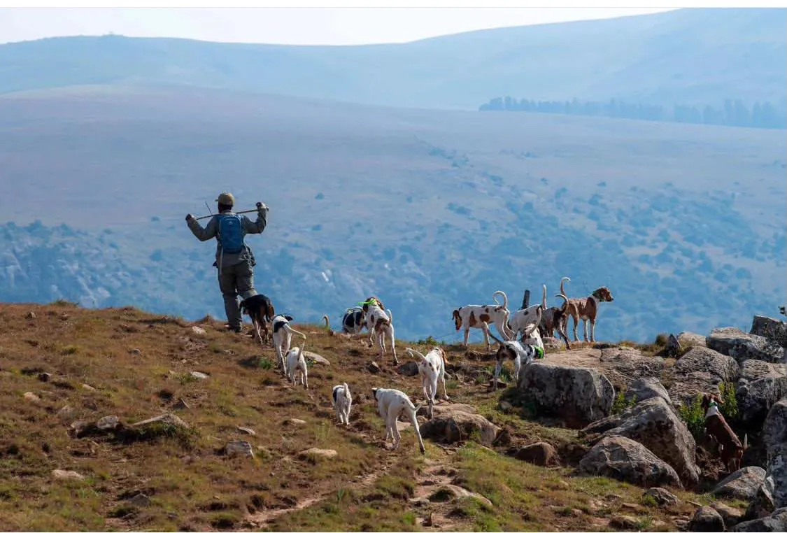 A huntsman walking with the hounds across the mountain landscape